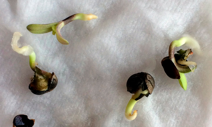 Инструкция по проращиванию семян конопли