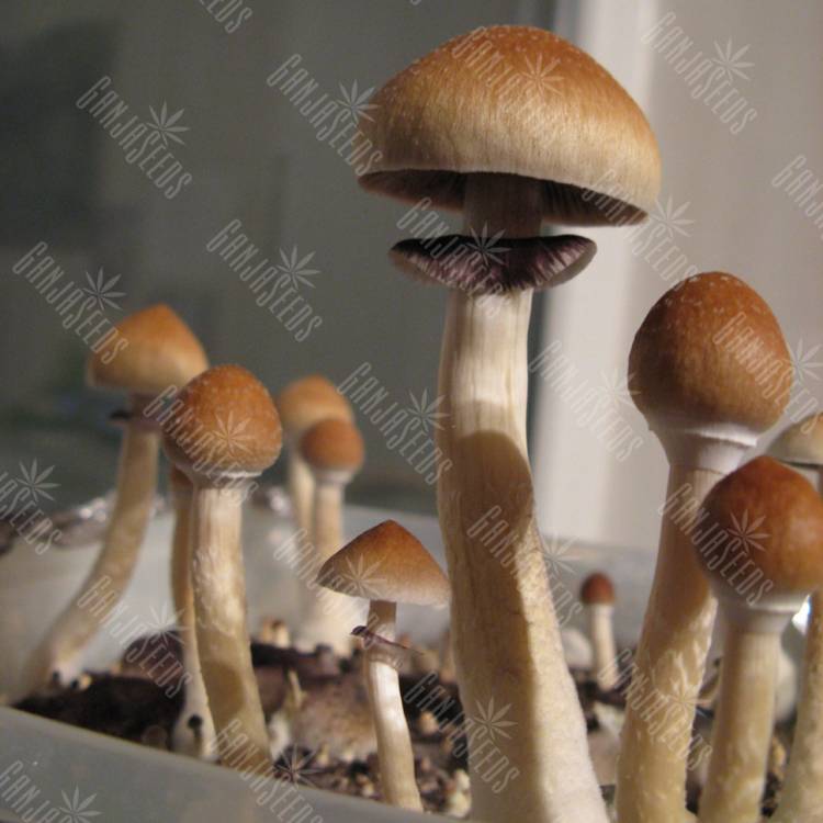 отпечатки псилоцибиновых грибов Hawaii