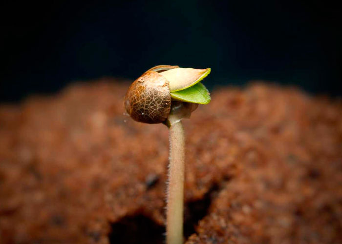 Почему не всходят семена конопли марихуана сотрясение мозга