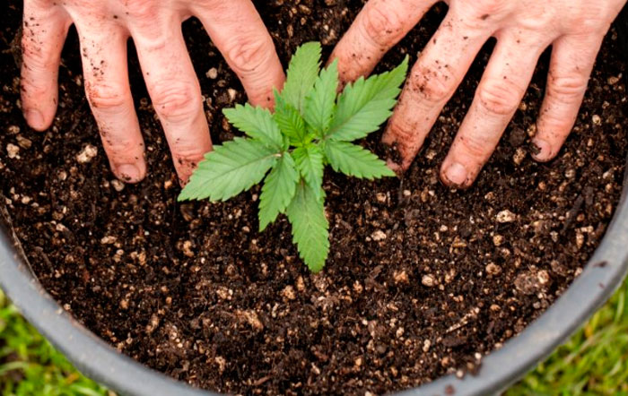 Сколько нужно поливать растения марихуаны?