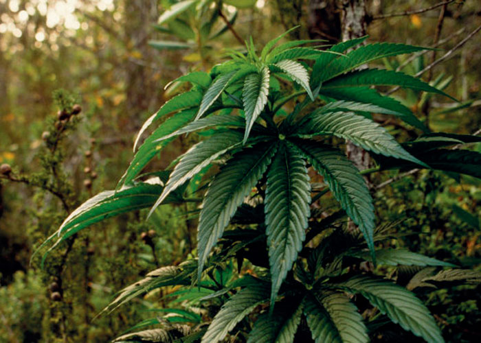 Выращивание марихуаны пошагово: все секреты успешного грова