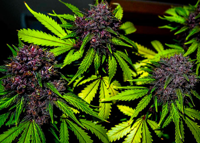 От чего листья конопли становятся фиолетовыми как научится курить марихуану