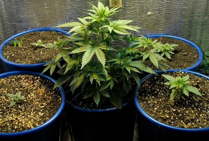 выращивание марихуаны с нуля