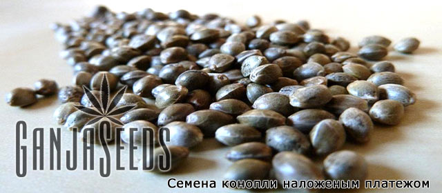 Семена марихуаны наложенным платежом россия магазины в москве одежда из конопли