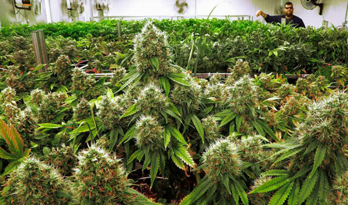 полное руководство по выращиванию марихуаны