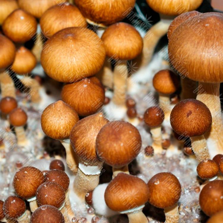 споры псилоцибиновых грибов Koh Samui