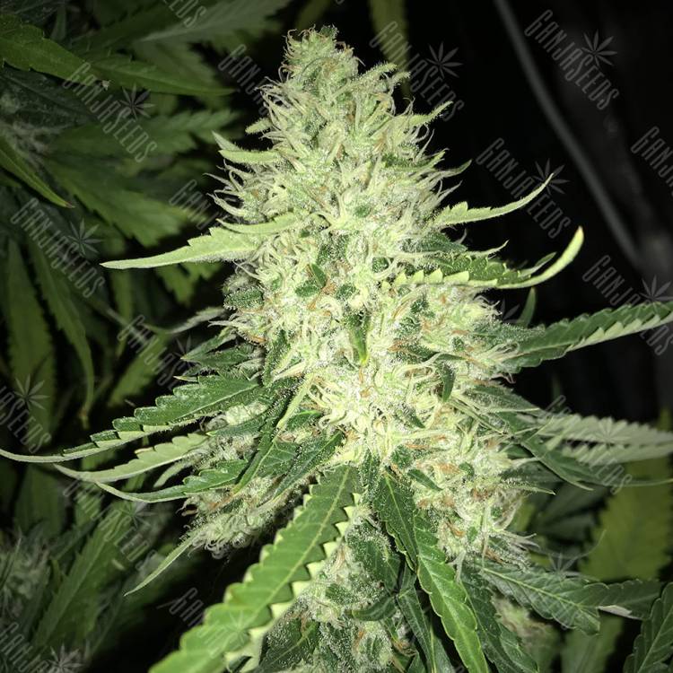 Семена Moby Dick #2 feminised Dinafem Seeds