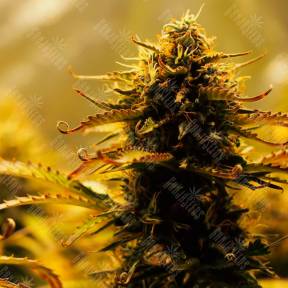 Семена марихуаны Jack 47 feminised Ganja Seeds Fast Version