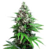 Заказ семян марихуаны по россии отличия мужских и женских растений конопли