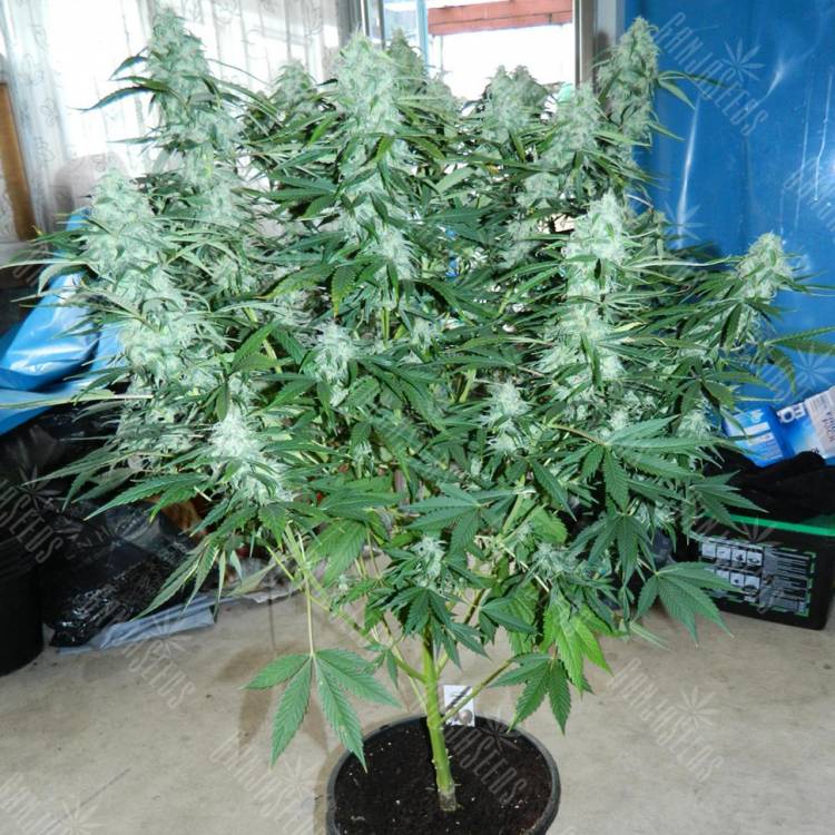 Семена Auto StarRyder feminised Dutch Passion Seeds