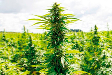 Магазины семян марихуаны в москве гашиш марихуана героин